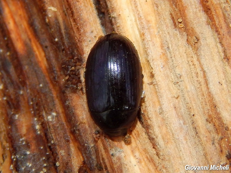 Platydema violaceum, Tenebrionidae